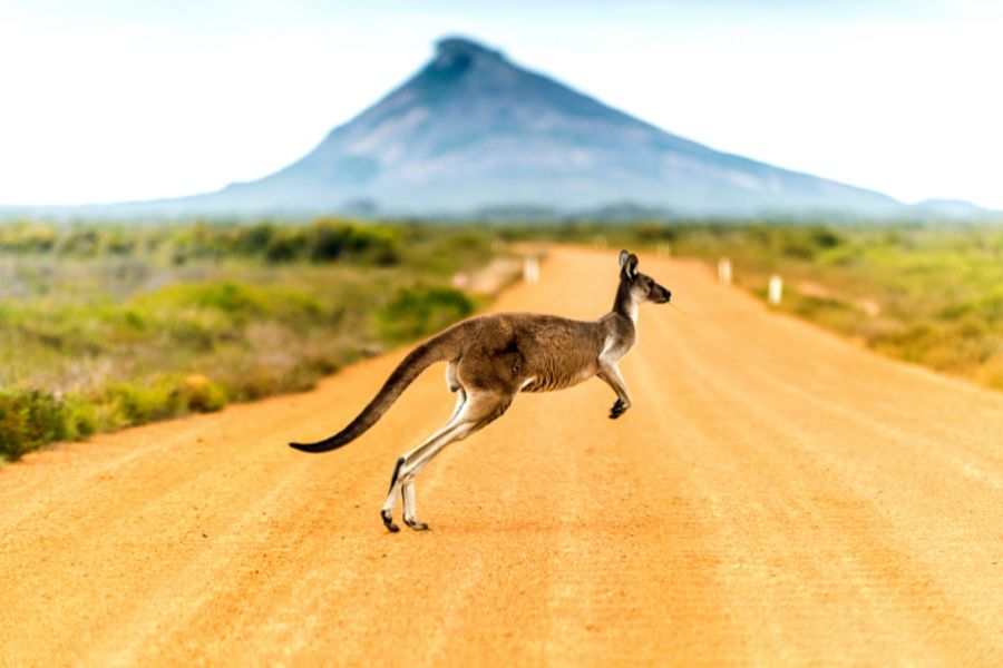 Un kangourou saute sur une piste de terre rouge en Australie, avec une montagne en arrière-plan.